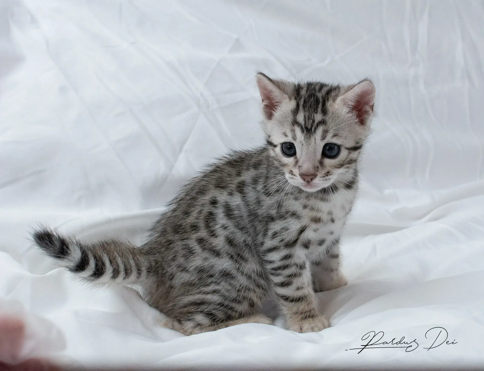 chaton bengal